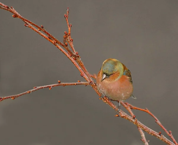 Vista Panorámica Hermoso Pájaro Pinzón Lindo — Foto de Stock