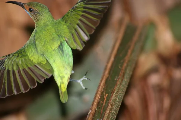 Ongeluk Meegenomen Naar Een Groene Vogel Momentopname Gemaakt Met Een — Stockfoto