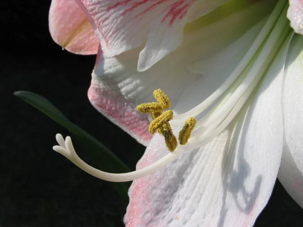 Fiori Amarillide Petali Flora — Foto Stock