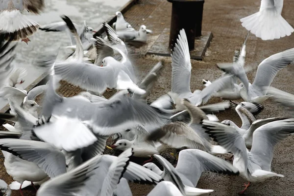 Vacker Utsikt Över Vackra Hamnen — Stockfoto