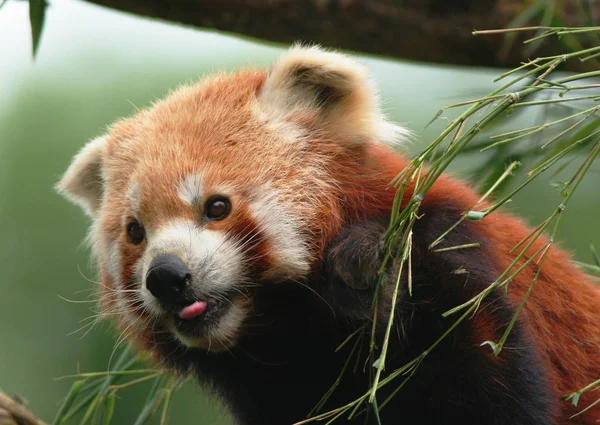 Panda Rojo Ailurus Fulgens — Foto de Stock