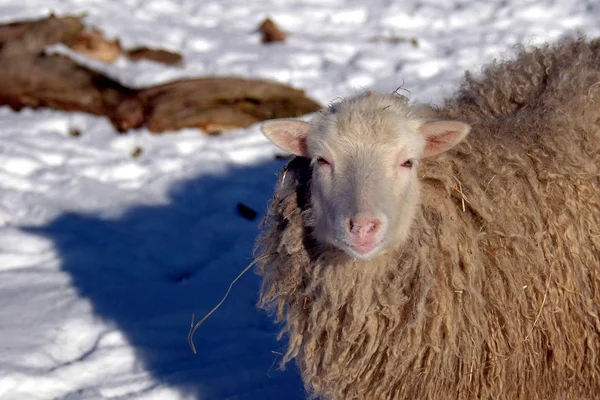 Animaux Domestiques Dans Les Pâturages Agricoles — Photo