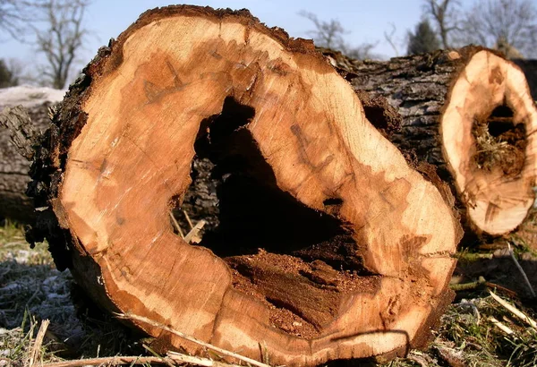 Hier Zie Precies Waarom Oude Fruitboom Laatste Storm Niet Kon — Stockfoto