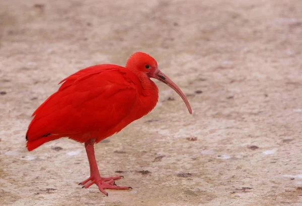 Les Images Cette Série Sont Destinées Une Exposition Oiseaux Nous — Photo