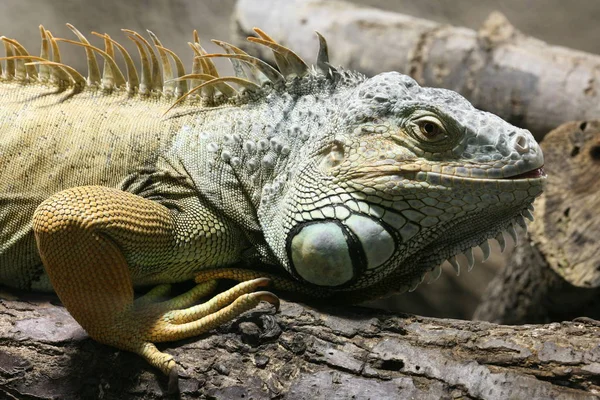 Jaszczurka Iguana Drapieżnik Zwierzę — Zdjęcie stockowe