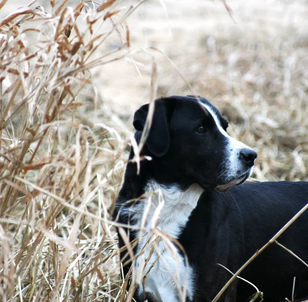 Porträtt Söt Hund — Stockfoto