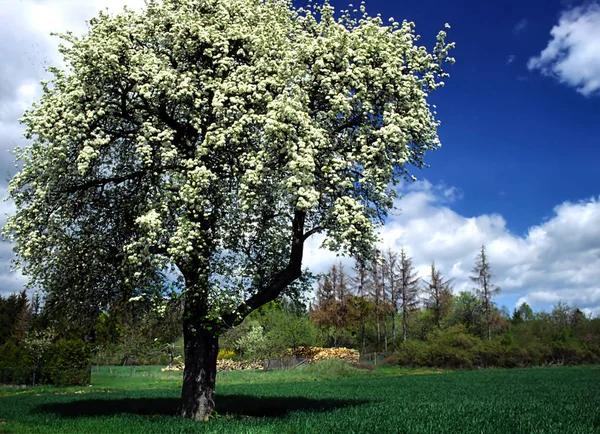 Blommande Äppelträd Blommor — Stockfoto