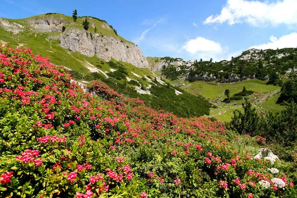 Alpské Růže Rofanspitze — Stock fotografie