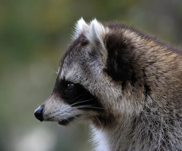 Wasbeer Dier Roofdier Zoogdier — Stockfoto