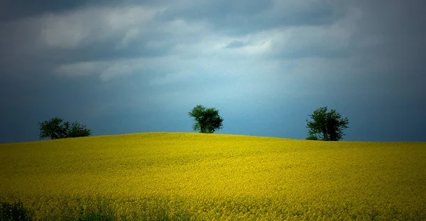 Желтое Поле Рапса Сельское Хозяйство — стоковое фото