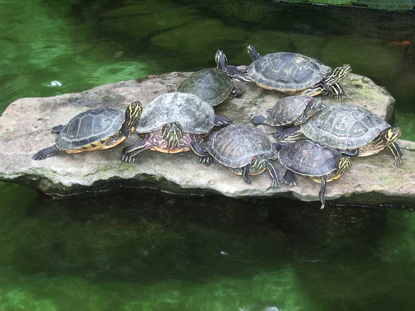 Schildpadden Pauzeren Met Een Pentax Optio S40 — Stockfoto