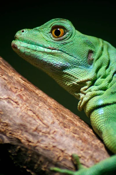 Basiliscus Plumifrons Northe Orta Amerika Guatemala Costa Rica — Stok fotoğraf