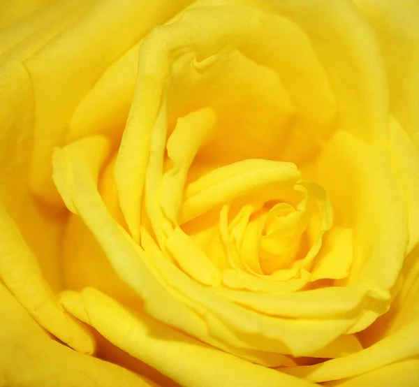 Rose Fiori Petali Flora — Foto Stock