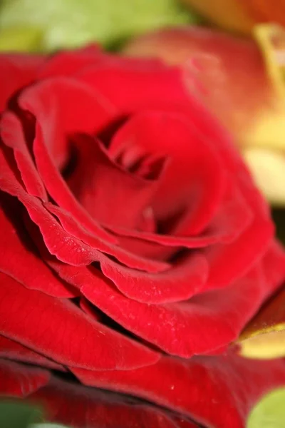 Fondo Colorido Para Tarjeta Del Día San Valentín —  Fotos de Stock