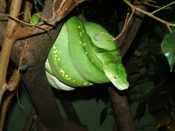 Malebný Pohled Majestátní Nebezpečný Had — Stock fotografie