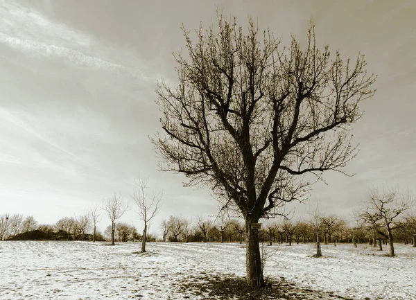 Pohled Zimní Scénu — Stock fotografie