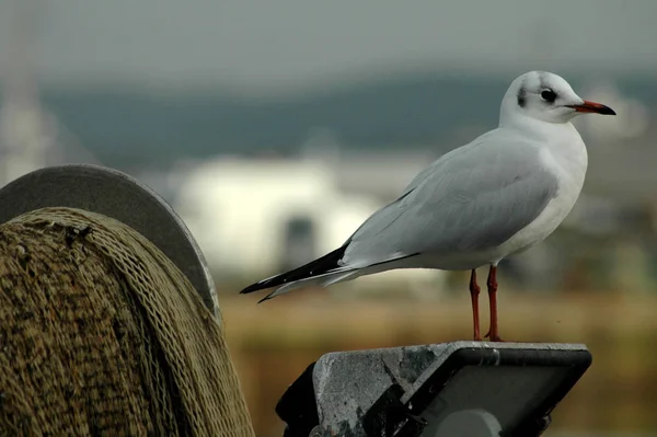 Malerischer Blick Auf Schöne Möwenvögel Der Natur — Stockfoto