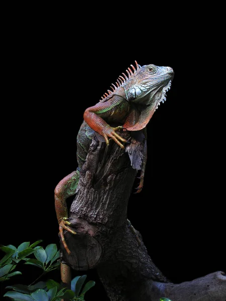 Lagartija Iguana Depredador Animal —  Fotos de Stock