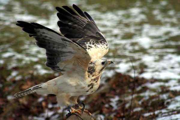 Vista Panorâmica Majestoso Predador Buzzard — Fotografia de Stock