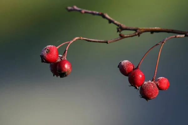 Lesní Plody Pokryté Chocholem — Stock fotografie