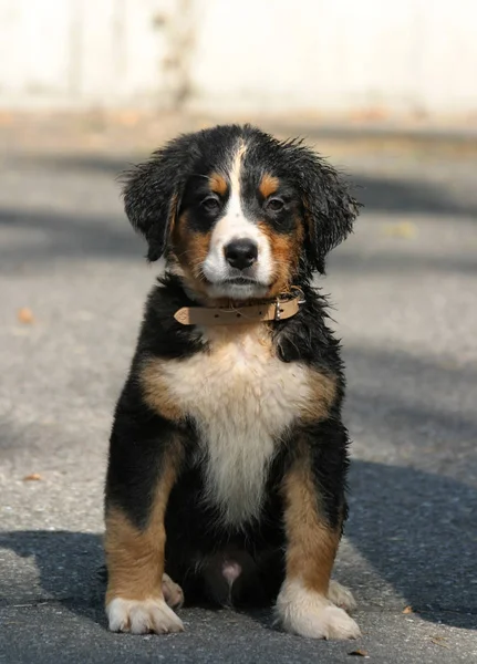 Bernese Mountain Dog Puppy — Stock Photo, Image