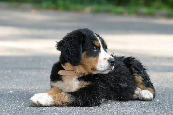 Cachorrinho Cão Montanha Bernese — Fotografia de Stock