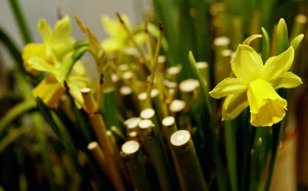 Daffodils Flores Pétalos Flora —  Fotos de Stock