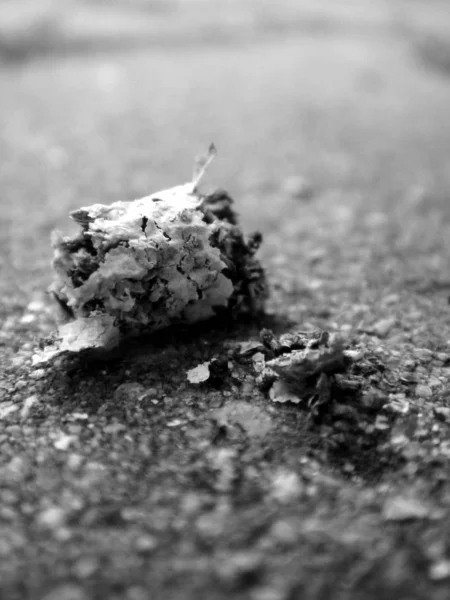 Черно Белое Фото Мертвого Дерева — стоковое фото