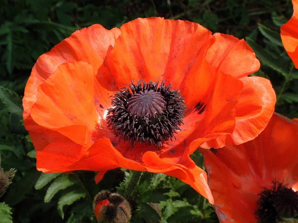 Närbild Vackra Vilda Vallmo Blommor — Stockfoto