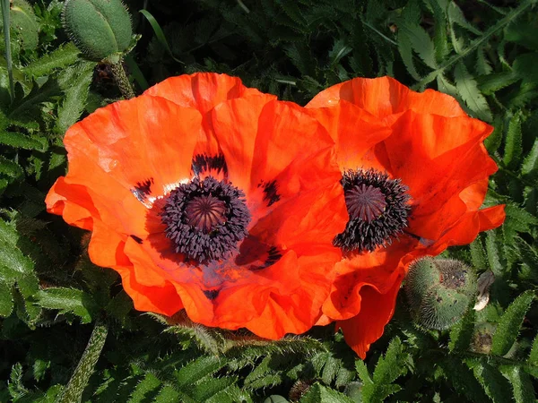 Närbild Vackra Vilda Vallmo Blommor — Stockfoto