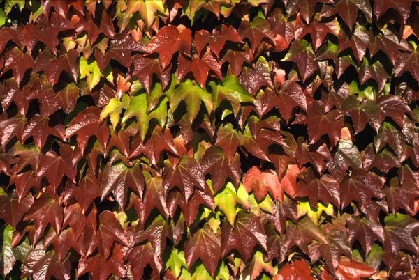 Schöne Aussicht Auf Die Natur — Stockfoto