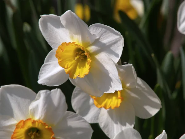 Vista Panoramica Del Bellissimo Fiore Narciso — Foto Stock