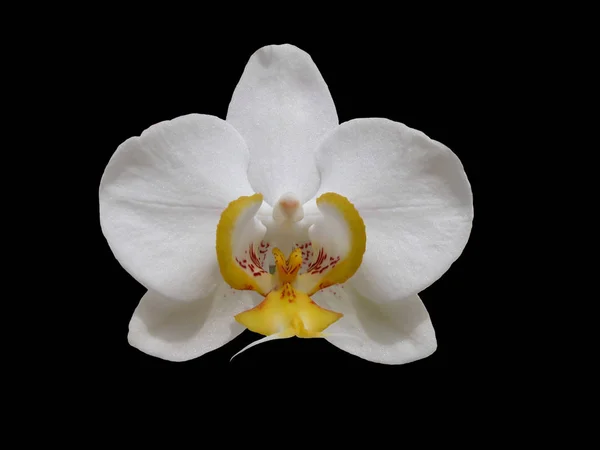 Orkidéblomblad — Stockfoto