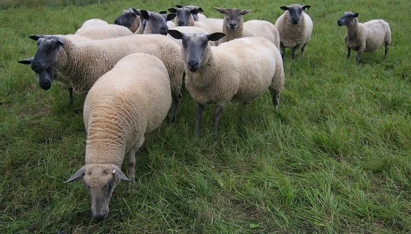 Rhoen Koyunları Ayrı Bir Irktır Açıklama Resme Bak — Stok fotoğraf
