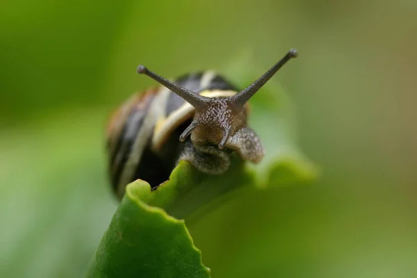 Helisa Mięczak Ślimakowy Zwierzę Skorupie — Zdjęcie stockowe