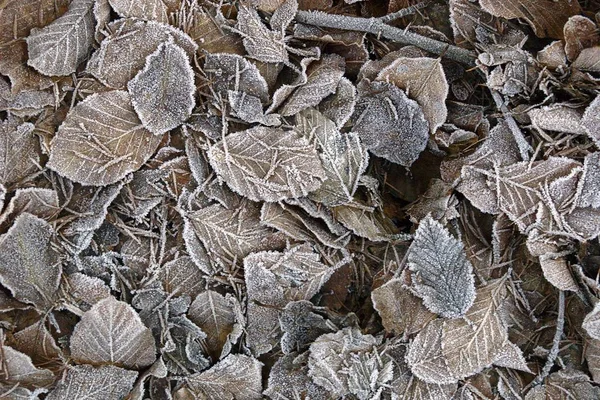 Prachtig Kleurrijk Herfstblad — Stockfoto