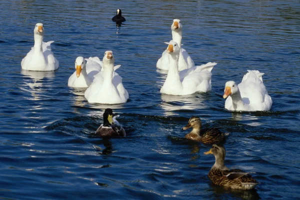 Oder Hoffnungsvolles Warten Auf Nahrung Aber Bitte Zuerst Mich Und — Stockfoto