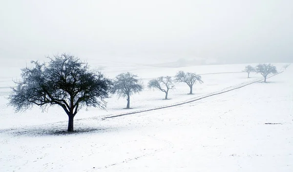 Vista Una Scena Invernale — Foto Stock