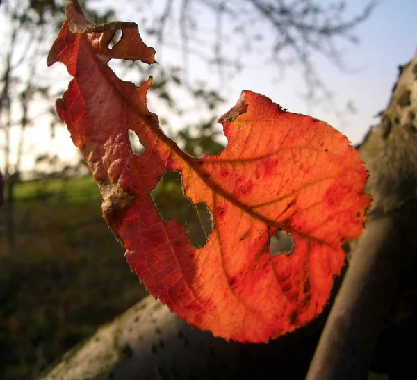 Närbild Löv Skogen — Stockfoto