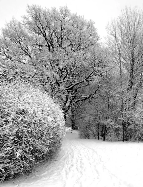 Schöne Verschneite Winterlandschaft — Stockfoto