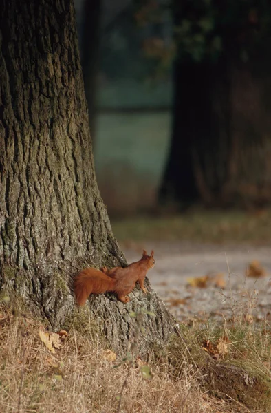 かわいいリスの動物面白いげっ歯類 — ストック写真