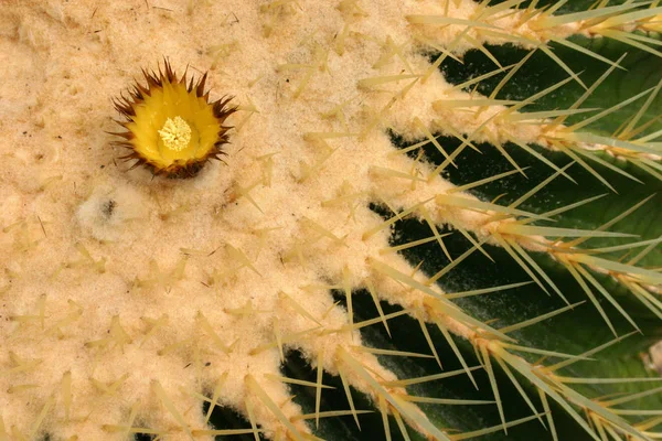 Kaktusový Květ Kaktusový Růst Rostlin — Stock fotografie