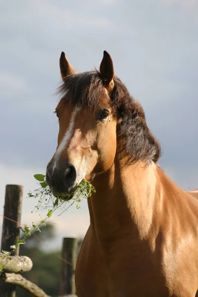 Pferde Tagsüber Freien — Stockfoto