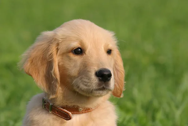 Portrait Cute Dog — Stock Photo, Image