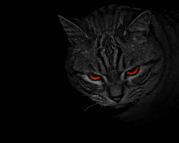 Nachts Sind Alle Katzen Grau — Stockfoto