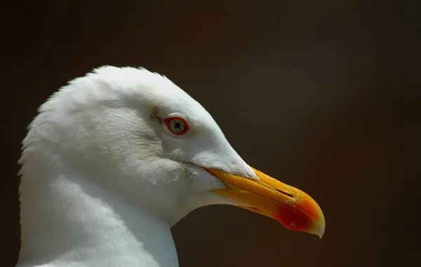 Herring Gulls Buzzard Tall Have Wingspan 123 148 Nthey Frequent — Photo