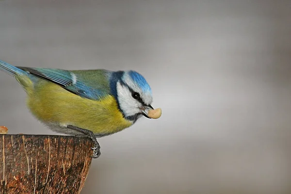 Scenic View Beautiful Blue Tit Nature — Stok fotoğraf