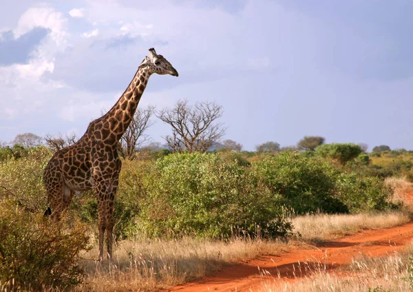 Girafa Marrom Alta Animal Flora Fauna Natureza — Fotografia de Stock