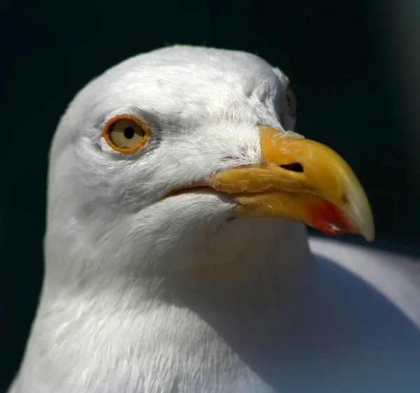 Vacker Utsikt Över Vacker Fågel Naturen — Stockfoto