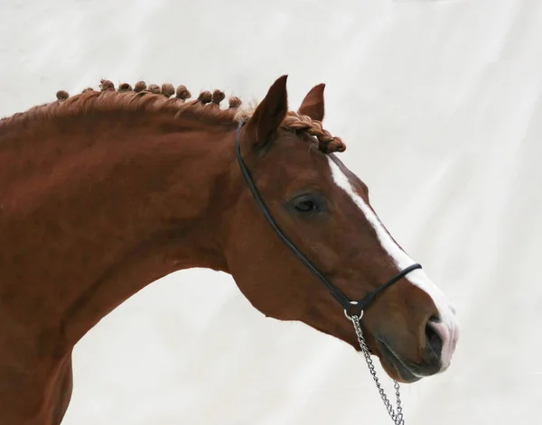 Second League First Horse Shots Studio Conditions Shooting New Studbook — Stock Photo, Image